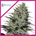 Semilla Morpheus Fem x3 Buddha Seeds