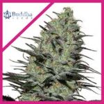 Semilla Morpheus Fem x3 Buddha Seeds