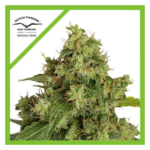 Semilla Auto Xtreme x3 Dutch Passion