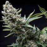 Semilla Auto New York City x1 Pyramid Seeds