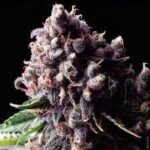 Semilla Auto Purple x3+1 Pyramid Seeds