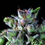 Semilla Gorila American Strains Femx3+1 Pyramid Seeds