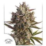 Semilla Auto Blueberry x3 Dutch Passion