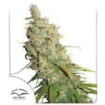 Semilla Auto Desfran x3 Dutch Passion