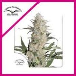 Semilla Euforia Fem x3 Dutch Passion