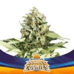 Semilla Double Cookies Auto x2 BSF Seeds