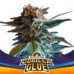 Semilla Gorilla Glue Auto x4 BSF Seeds
