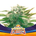 Semilla Orange Blossom XXL Auto x4 BSF Seeds
