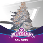 Semilla Blue Berry XXL Auto x2 BSF Seeds
