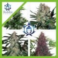Semilla Assorted Classics Fem x10 Buddha Seeds