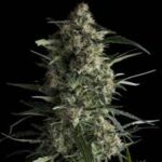 Semilla Auto Galaxy x3+1 Pyramid Seeds