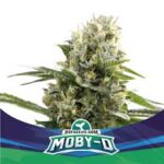 Semilla Moby-D XXL Auto x2 BSF Seeds