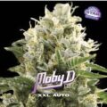 Semilla Moby-D XXL Auto x4 BSF Seeds 2