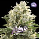 Semilla Moby-D XXL Auto x4 BSF Seeds