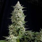 Semilla Auto Amnesia Gold x3+1 Pyramid Seeds