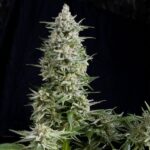Semilla Amnesia Gold Fem x1 Pyramid Seeds