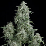 Semilla Anubis Fem x3+1 Pyramid Seeds