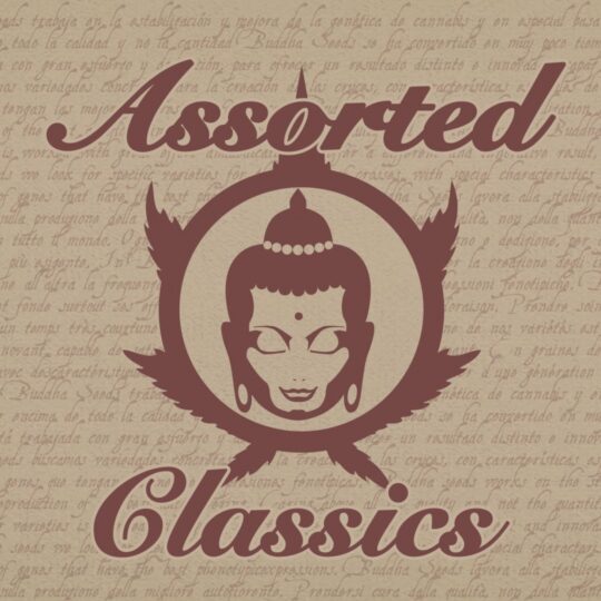 assorted-classics-buddha-seeds