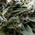 Semilla Auto New York City CBD x3+1 Pyramid Seeds