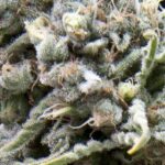 Semilla Auto White Widow x1 Pyramid Seeds