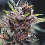 Semilla Black cherry punch Fem x3+1 Pyramid Seeds