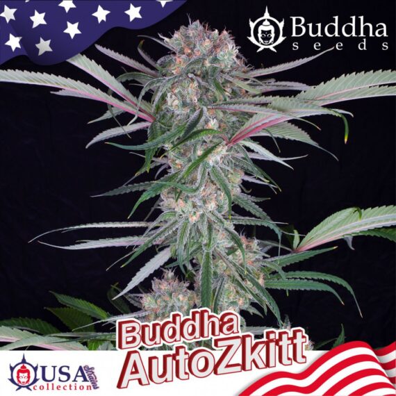 buddha-auto-zkitt (1)