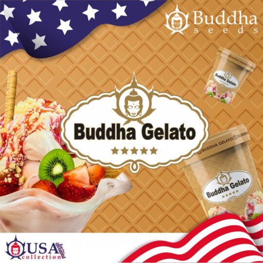 buddha-gelato