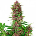 buddha-purple-kush_4