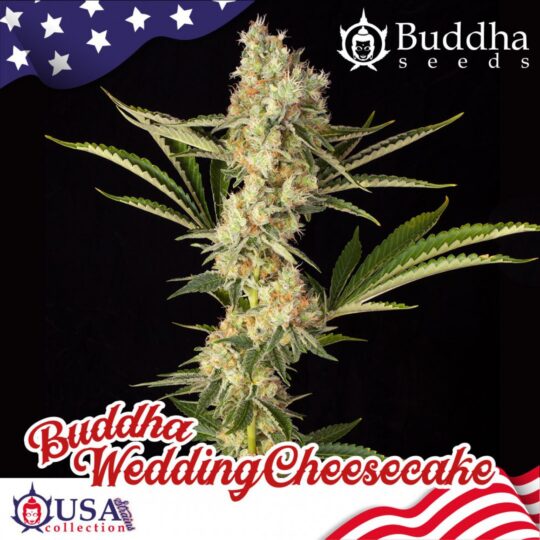 buddha-wedding-cheesecake