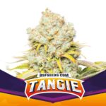 Semilla Tangie XXL Auto x4 BSF Seeds