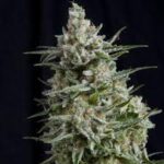 Semilla Anesthesia Fem x3+1 Pyramid Seeds