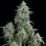 Semilla Anubis Fem x1 Pyramid Seeds