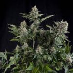 Semilla Auto White Widow x3+1 Pyramid Seeds