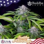 Semilla USA  Auto Tangie x3+1