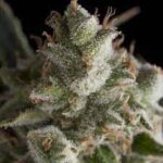Semilla Auto Fresh Candy x1 Pyramid Seeds