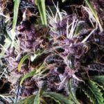 Semilla Auto Purple x1 Pyramid Seeds