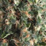 Semilla Auto Super Og Kush x1 Pyramid Seeds