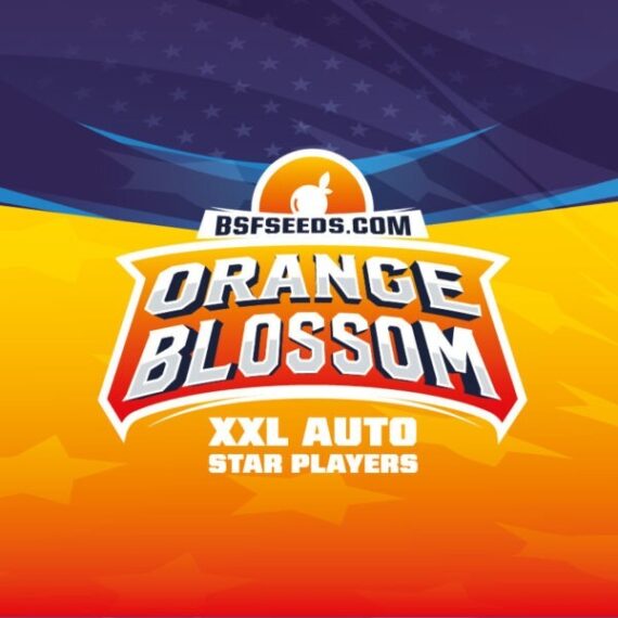 orangeblossomauto-logo-600x600