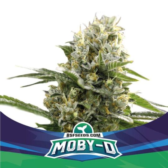productos_MOBY-D-AUTO-600x600