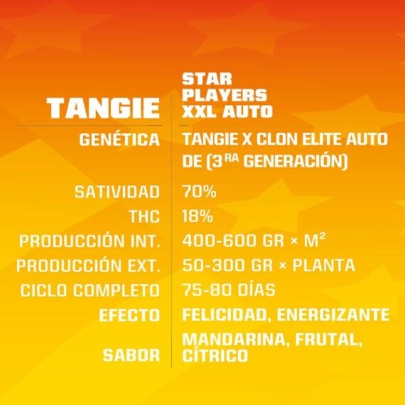 productos_TANGIE-XXL-AUTO-GEN-600x604