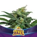 productos_lEBRON-HAZE-AUTO-600x600