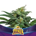 Semilla Lebron Haze XXL Auto x2 BSF Seeds