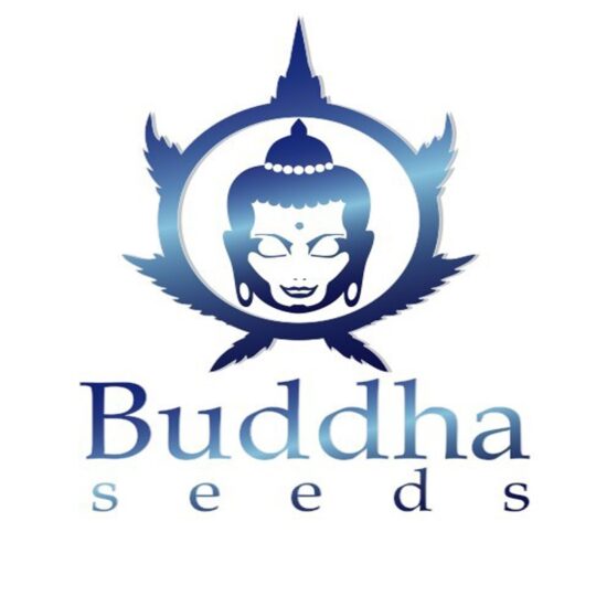 pulsar-feminizada-blister-buddha-seeds-bank