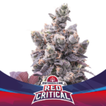 Semilla Red Critical Auto BSF Seeds