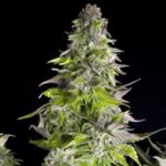 Semilla Romulan American Strains Fem x1 Pyramid Seeds