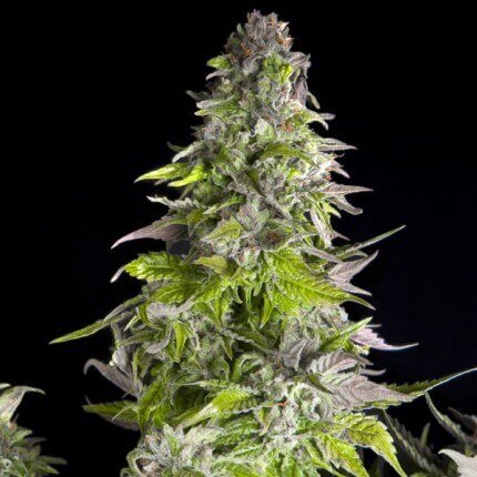 romulan