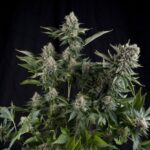 Semilla White Widow CBD Fem x3+1 Pyramid Seeds