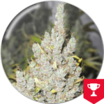 Semilla 2046 Fem x3 Medical Seeds