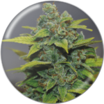 Semilla Banana Zkitellz Fem x3 Medical Seeds