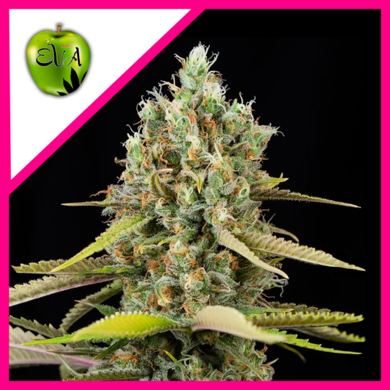 eva-seeds-lemon-king-fem-x31